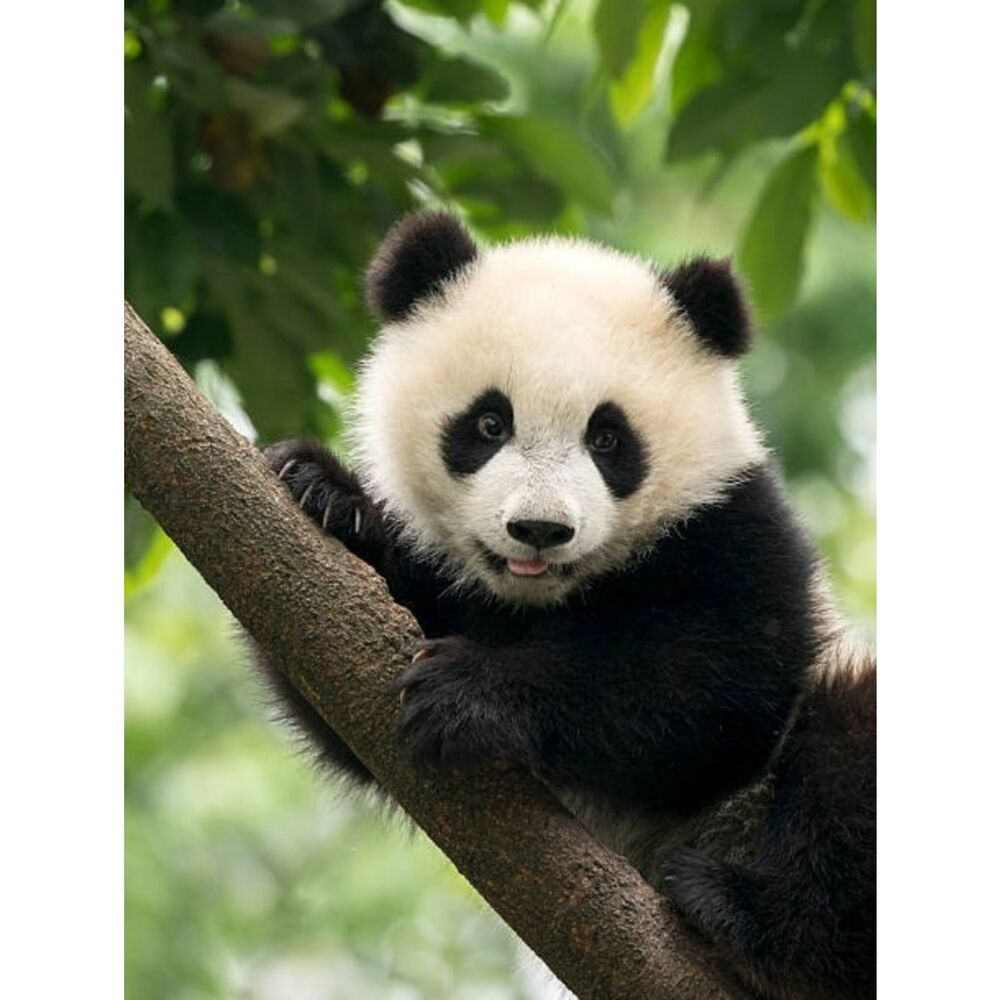 Custom Fridge Magnet Panda Bear Wildlife Home Kitchen Decor